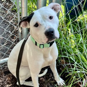 A white dog with a black patch sits by a chain-link fence, wearing a mint green collar.