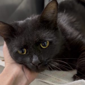 A person gently pets a black cat with yellow eyes, showcasing a moment of affection.