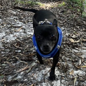 A small black dog in a blue harness walks on a leaf-covered path.