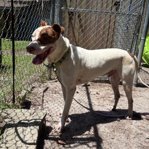 A happy dog with brown and white fur stands by a chain-link fence, leashed in a sunny outdoor area.