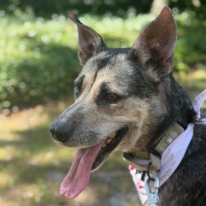 A dog with perked ears and a pink bandana stands outdoors, panting in a green, leafy environment.