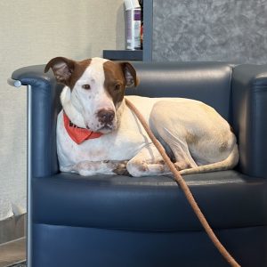 A dog with a brown and white coat relaxes on a blue chair, wearing an orange bandana and attached to a leash.