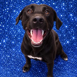 A smiling black dog sits against a sparkling blue background.