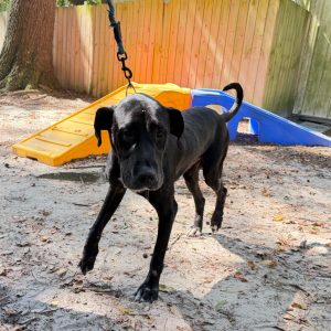 A black dog on a leash walks near a yellow slide in a sandy area.