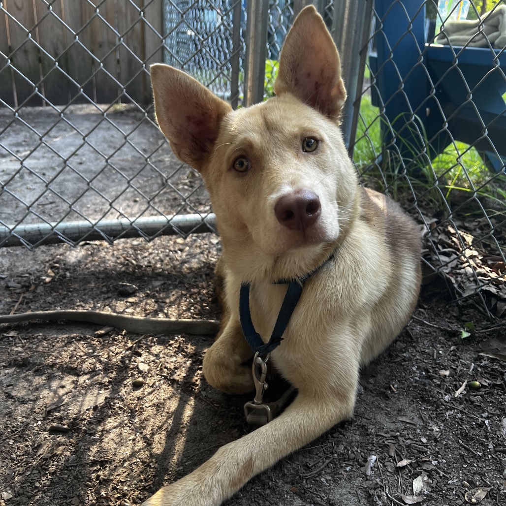 A light-colored dog with large ears rests on the ground inside a fenced area.