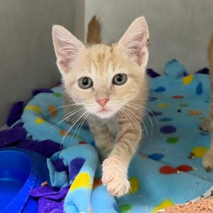 A light orange kitten walks toward the camera on a colorful blanket, with a blue bowl nearby.