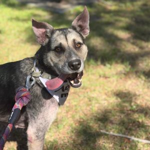 A happy dog with a tongue out wears a bandana and is leashed in a grassy area.