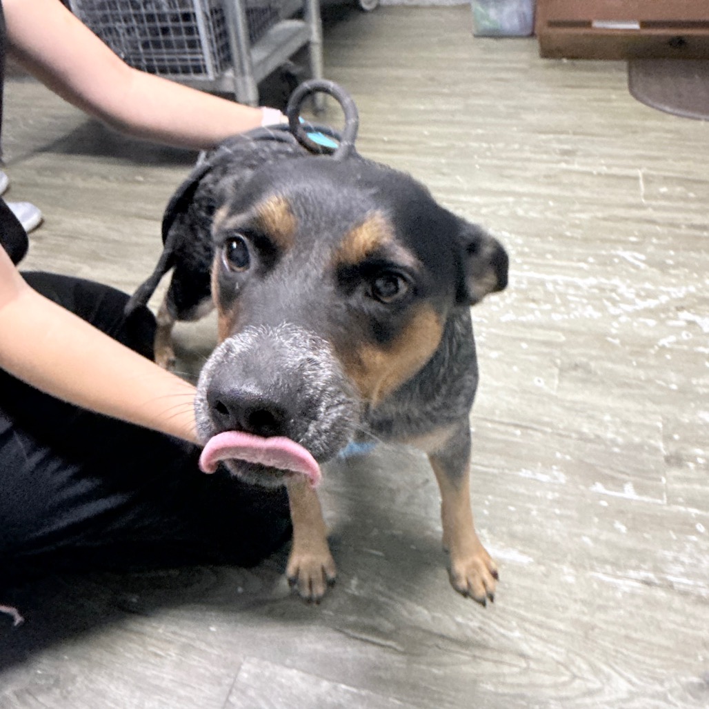 A dog with a gray snout sticks out its tongue while a person gently holds its collar.
