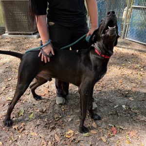 A person holds a leash attached to a happy black dog in a park setting.