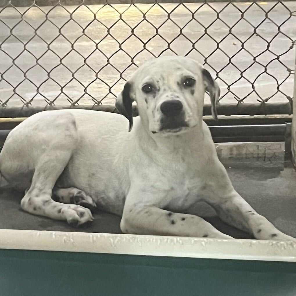 A white dog with black spots lies on a surface, looking directly at the camera behind a chain-link fence.