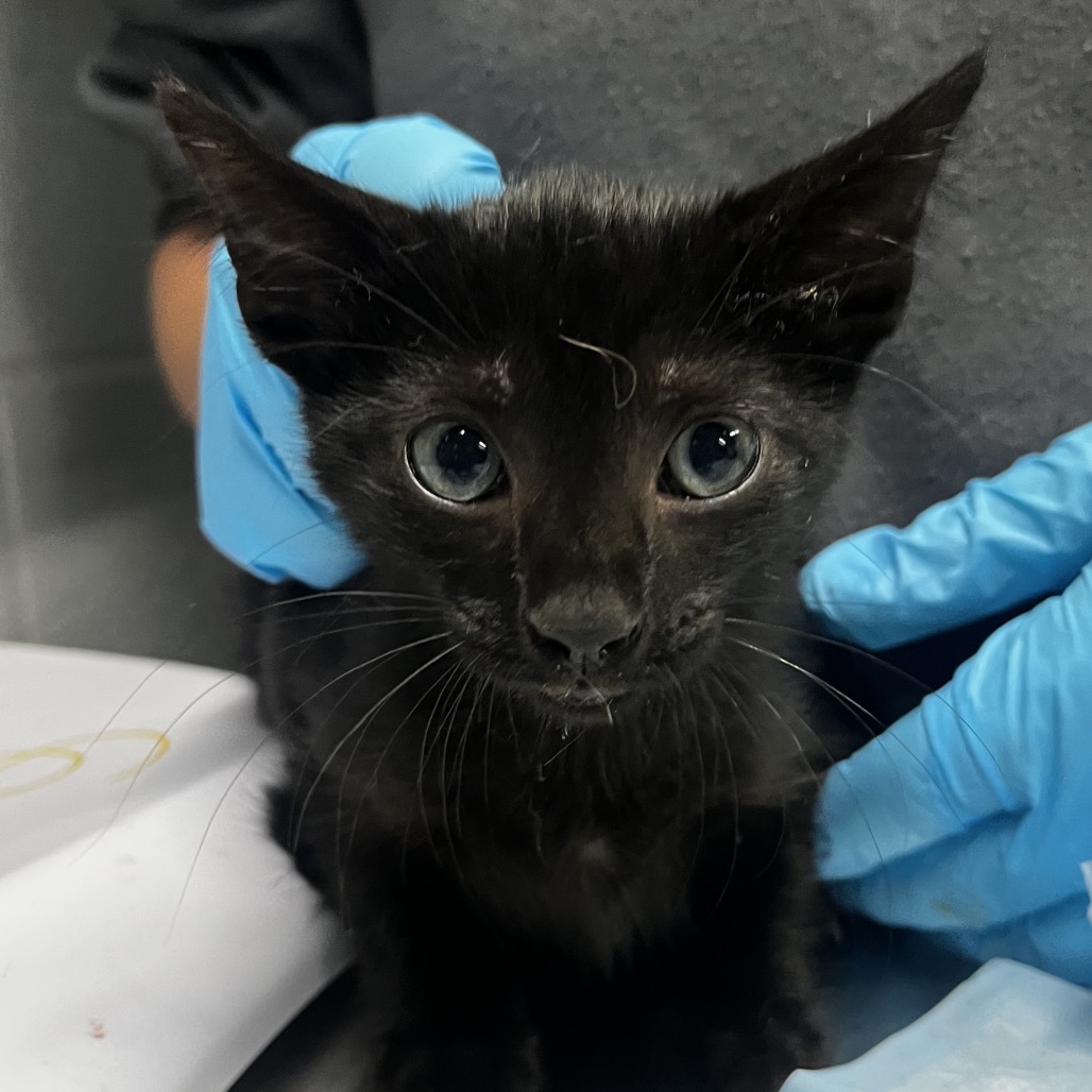 A black kitten with large eyes is held by a person wearing blue gloves.