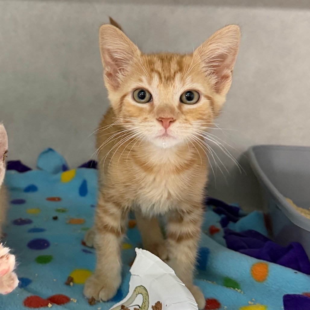 A small orange kitten stands on a colorful blanket, looking curiously at the camera.