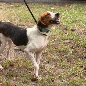A happy dog with a brown and white coat stands on a leash in grassy terrain.