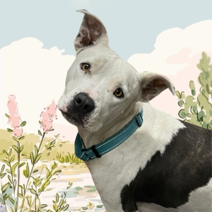 A white and black dog with a teal collar tilts its head against a floral background.