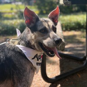 A happy dog wearing a white bandana sits outdoors, tongue out, with greenery in the background.