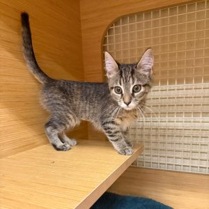 A small tabby kitten stands on a wooden shelf, looking curiously at the viewer.