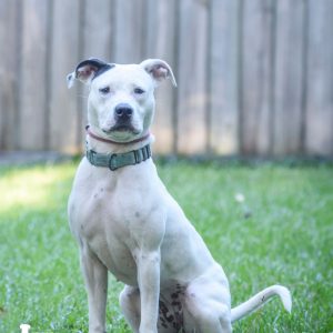 A white dog with black markings sits in a grassy area, looking directly at the camera.