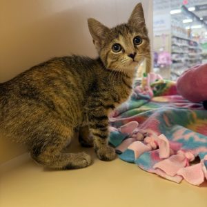 A small tabby kitten stands on a shelf beside a colorful blanket, looking curiously at the viewer.