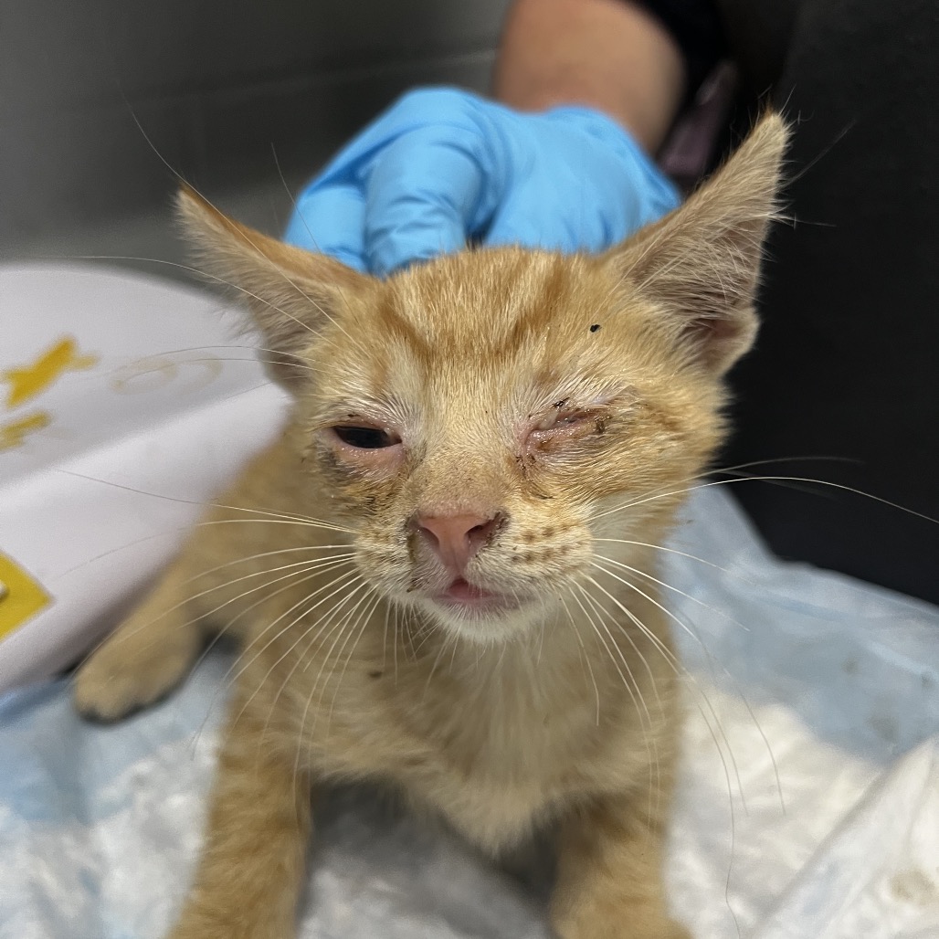 A small orange kitten with a swollen eye sits on a surface, while a person in a blue glove gently touches its head.