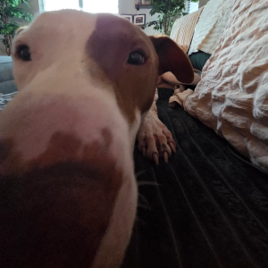 A close-up of a brown and white dog resting on a bed, with its nose in focus.