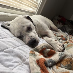 A white dog with black spots sleeps on a quilted bedspread, next to a colorful blanket.