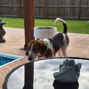A dog stands near a table with a decorative frog statue, beside a swimming pool and green lawn.