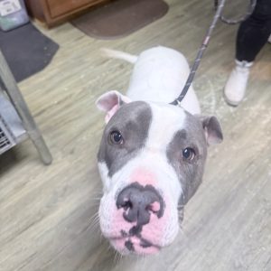 A gray and white dog with a pink nose looks directly at the camera in a room with wooden flooring.