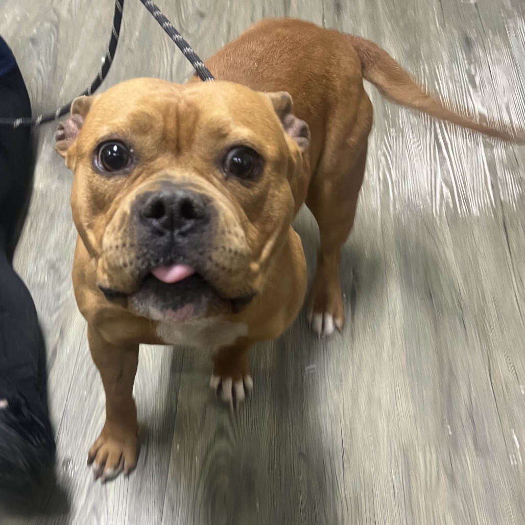 A brown dog with a short coat stands on a wooden floor, looking up with its tongue out. A person’s leg is visible nearby.