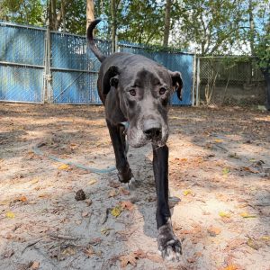 A large black dog walks towards the camera in a sandy area surrounded by trees and a blue fence.