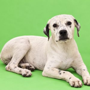 A white dog with black spots lies on a bright green background, looking directly at the camera.