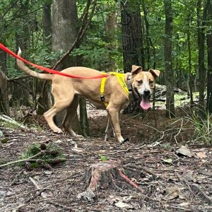A tan dog with a yellow harness walks on a red leash in a wooded area, surrounded by pine cones and foliage.
