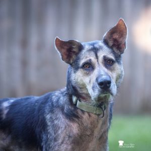 A close-up of a dog with a gray and brown coat, looking directly at the camera with attentive eyes.