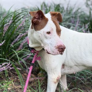 A white dog with brown patches stands among green grass and purple flowers, wearing a pink leash.