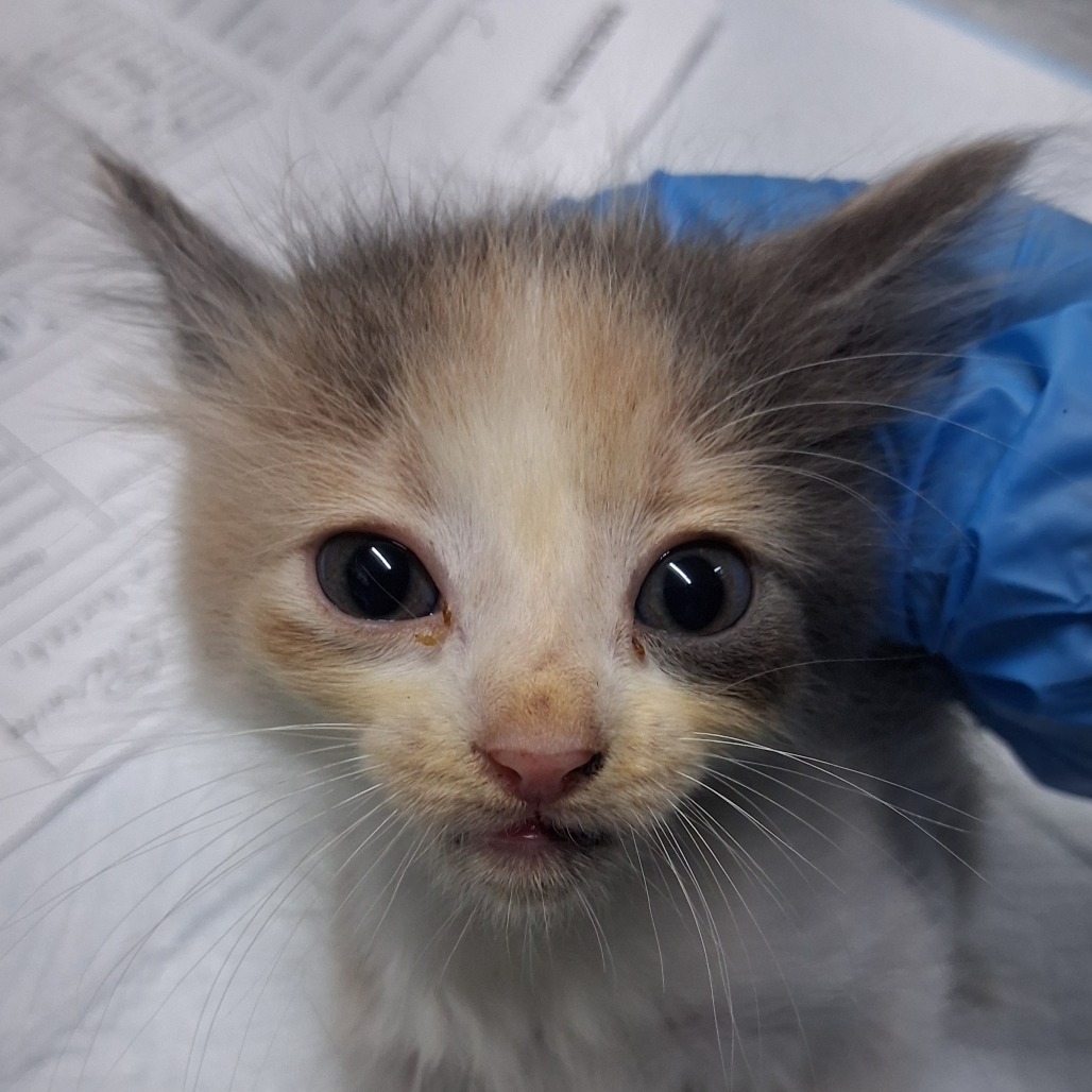 A small kitten with large eyes is being gently held by a gloved hand.