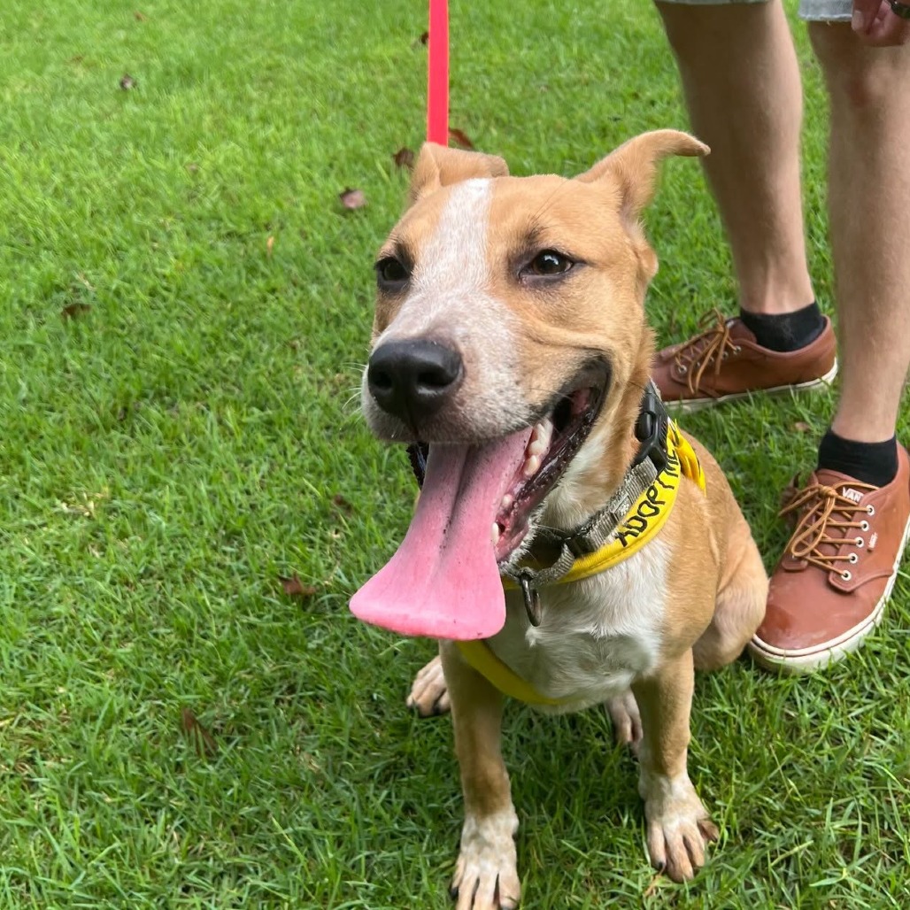 A happy dog with a long tongue sits on grass, wearing a yellow harness, next to a person in brown shoes.