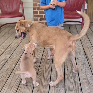 A child stands on a porch, observing a larger dog and a playful puppy interacting.