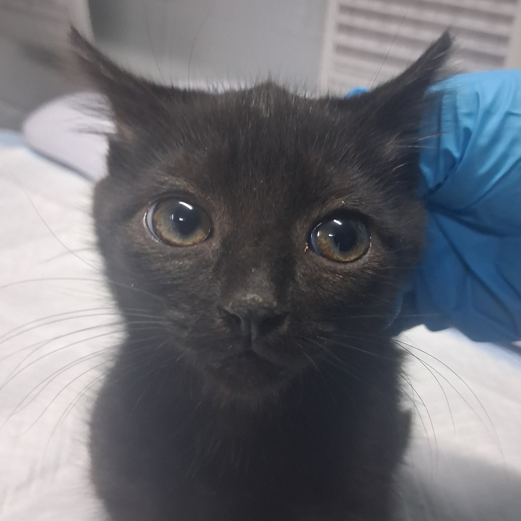 A black kitten with large eyes is being gently touched by a gloved hand.