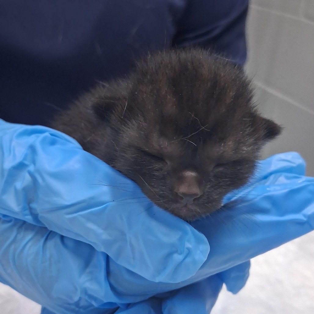 A person in blue gloves holds a small, sleeping black kitten.
