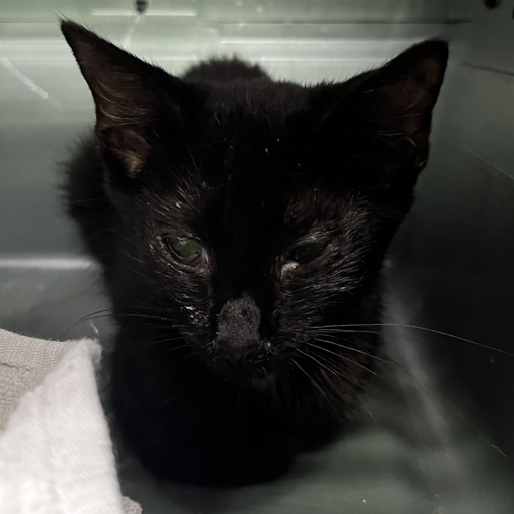 A black kitten with green eyes sits in a container, looking directly at the camera.
