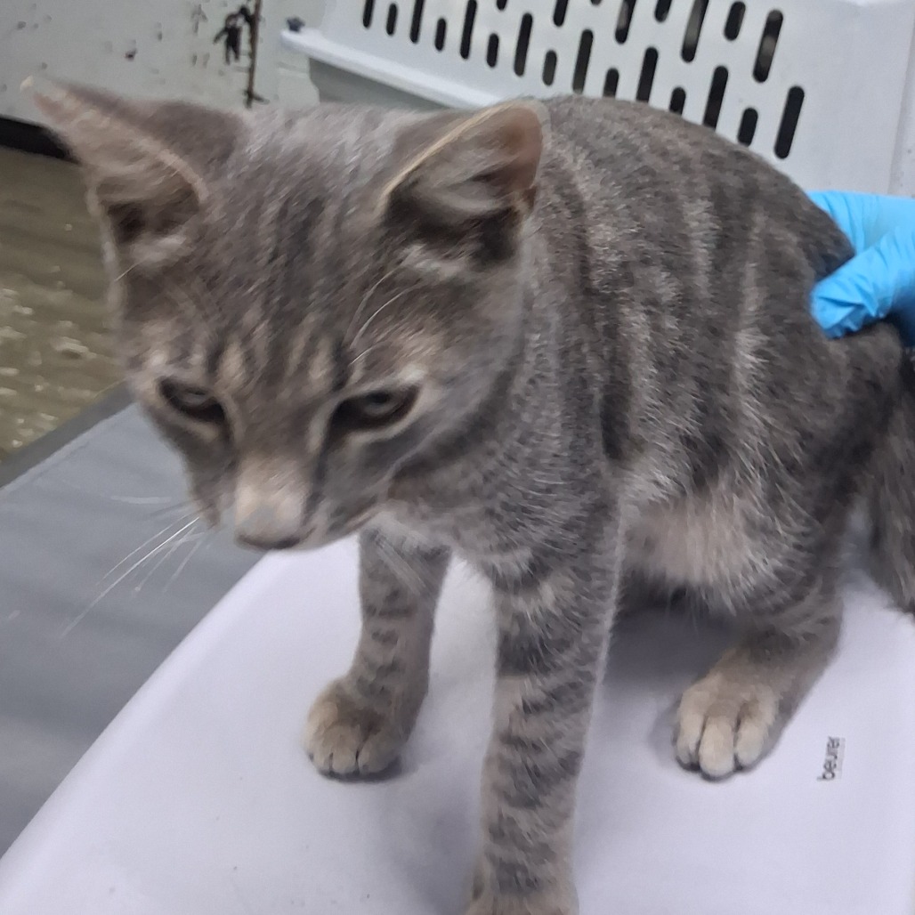 A gray tabby kitten stands on a table, with a gloved hand nearby.