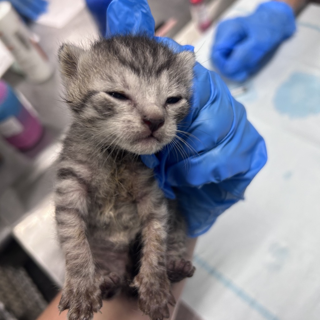 A person in blue gloves holds a small, gray tabby kitten with closed eyes.