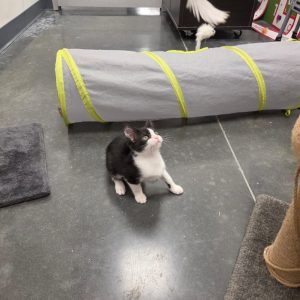 A black and white kitten sits on the floor, looking up at a toy above it. A gray tunnel is nearby.