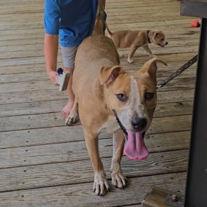 A child brushes a large dog while a smaller dog stands nearby on a wooden deck.