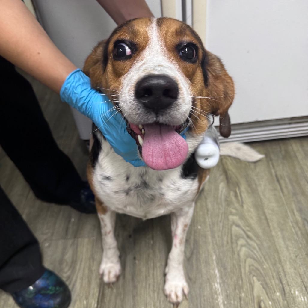 A beagle with a happy expression stands in a veterinary setting, while a gloved hand gently holds its face.