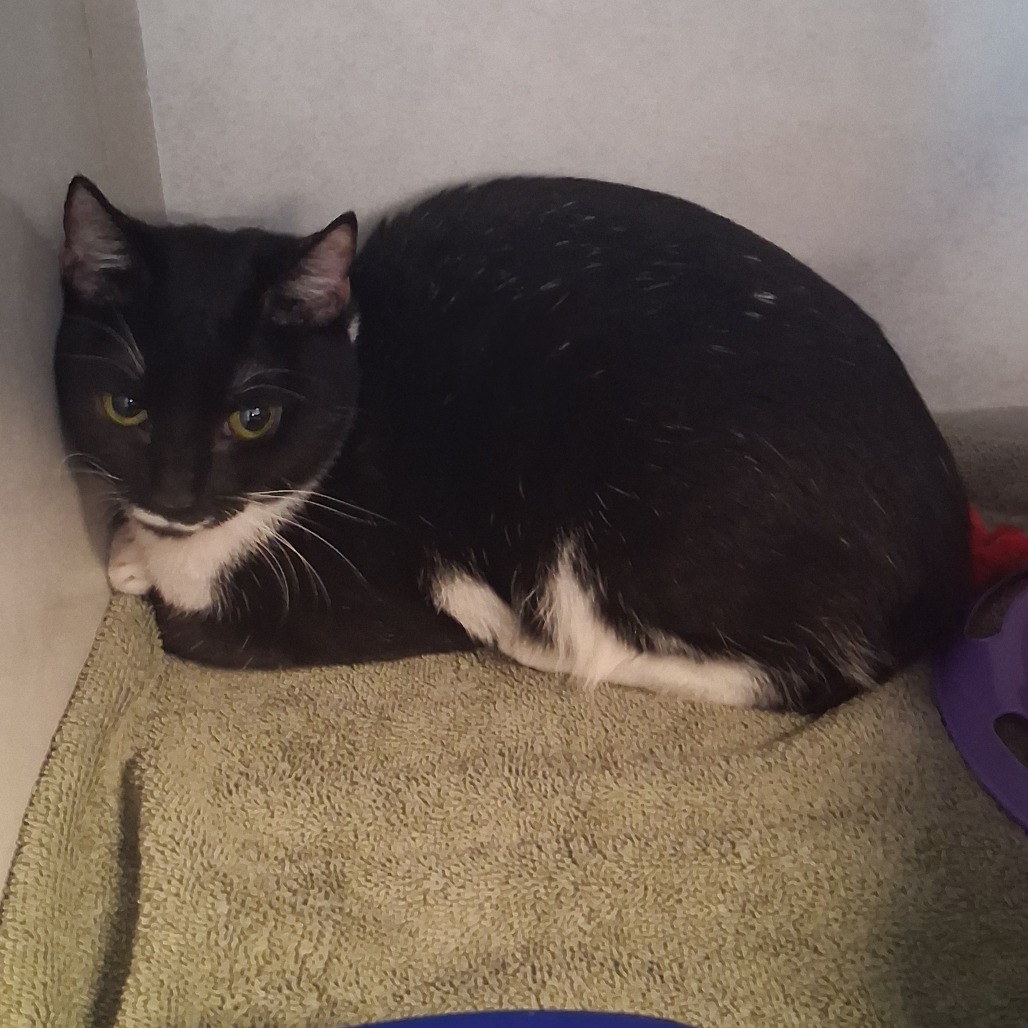 A black and white cat curls up on a green towel in a cozy corner.