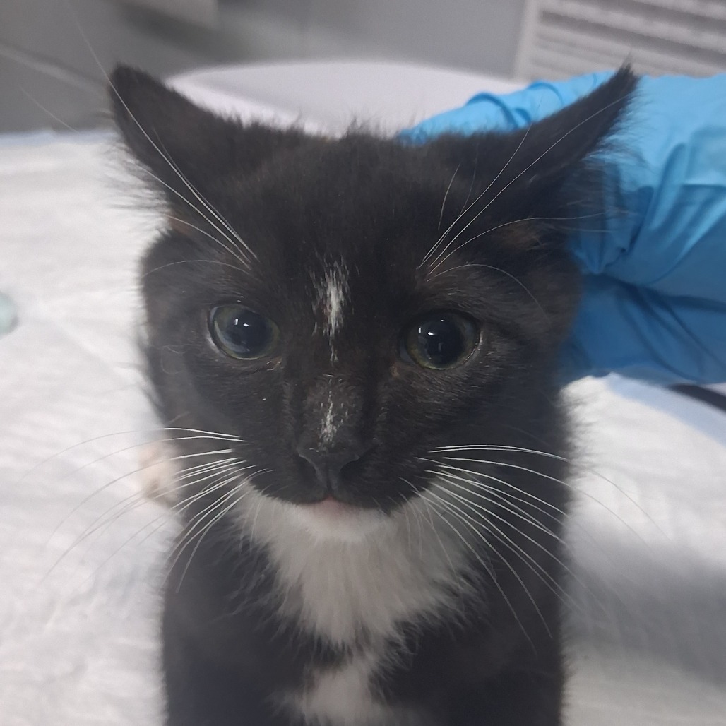 A black and white kitten is being gently petted by a gloved hand.