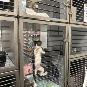Two cats in metal cages; one stands on hind legs, looking out, while the other rests above.