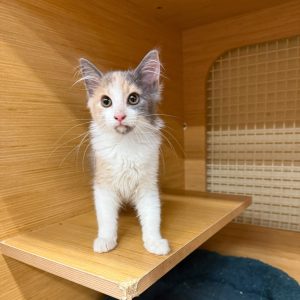 A calico kitten stands on a wooden shelf, looking curiously at the viewer.