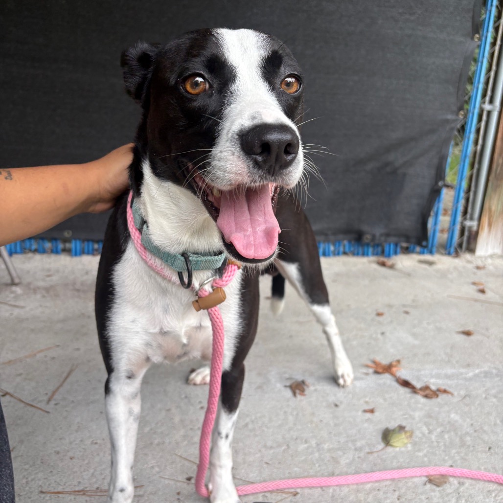 A black and white dog with a pink leash stands happily, while a hand gently pets its head.