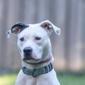 A white dog with a black patch on its ear looks attentively at the camera, wearing a collar.